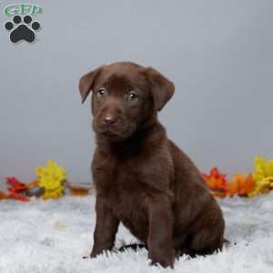 Heather, Chocolate Labrador Retriever Puppy